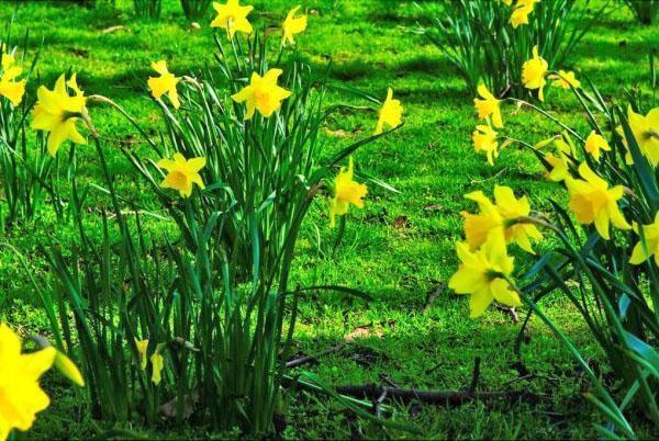 plantación correcta de narcisos