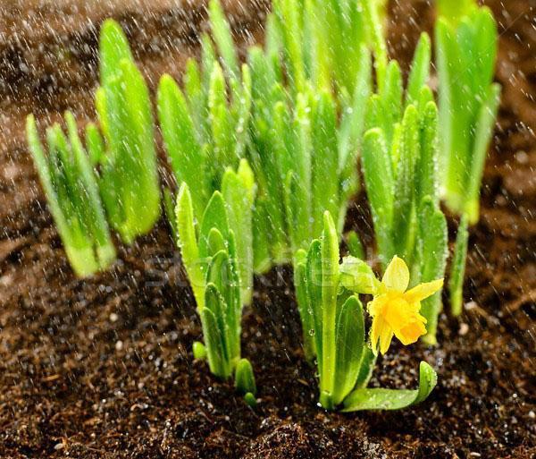 les jonquilles ont besoin d'un sol légèrement acide