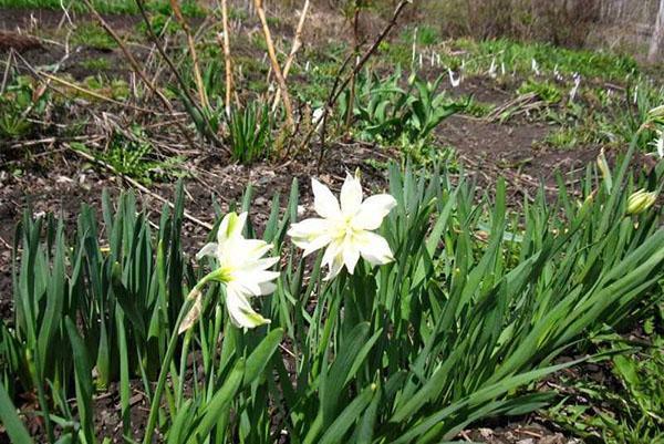 floración débil de narcisos