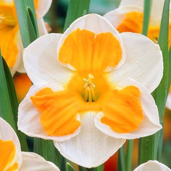 los narcisos florecen con el cuidado adecuado