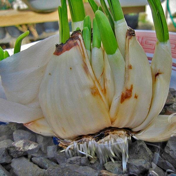 Bulbo de narciso dañado