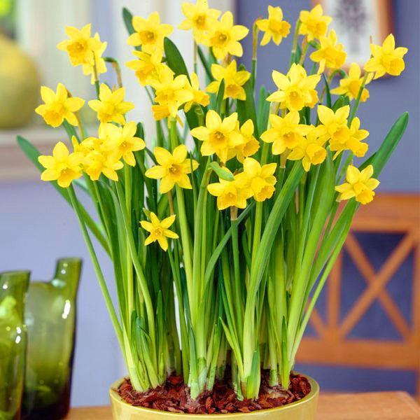 jonquilles en fleurs dans un pot