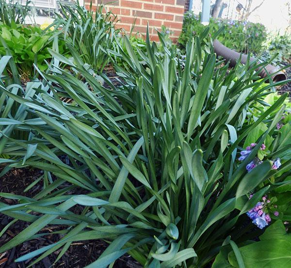 les jonquilles ne fleurissent pas