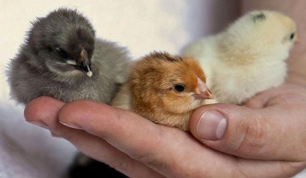 Los avicultores experimentados pueden saber el sexo de los pollitos desde el primer día de edad.