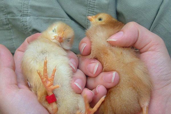 Le poulet lève ses pattes et le coq s'étire