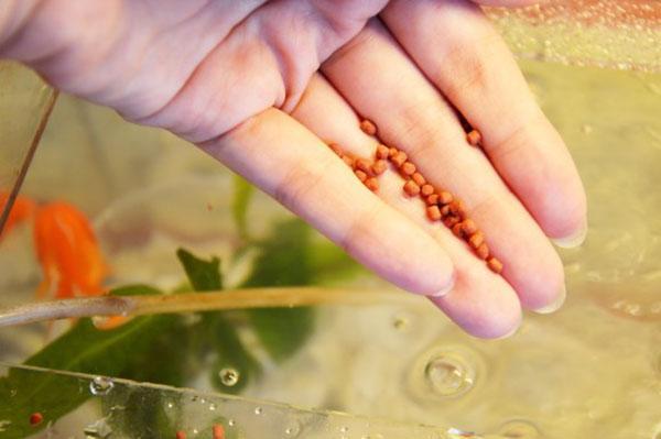 nourriture en granulés pour poissons d'aquarium