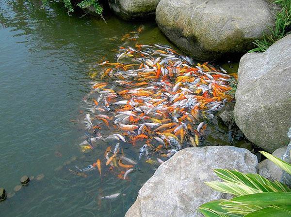 alimentando peces en un estanque casero