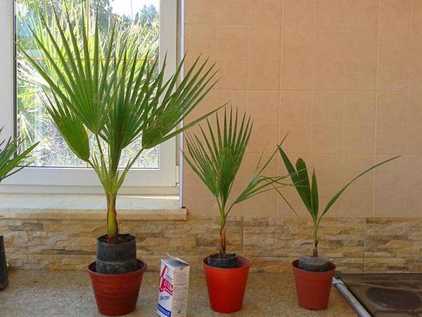 eligiendo un lugar para una palmera