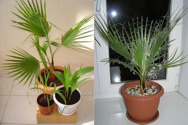 washingtonia en el apartamento