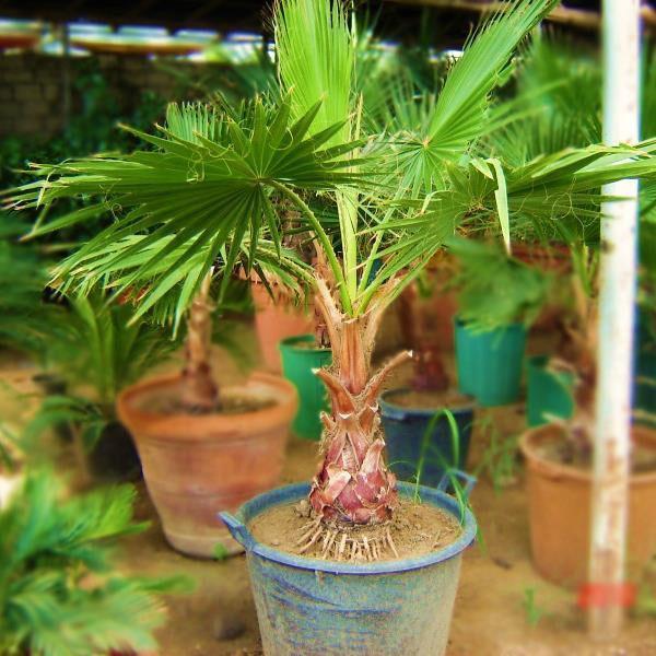 washingtonia en un ambiente confortable