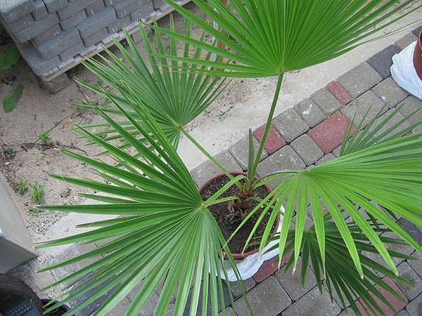 planta de cosecha propia