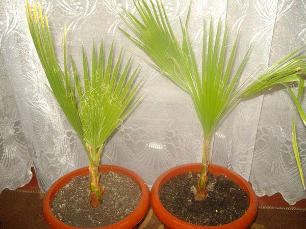 washingtonia en casa