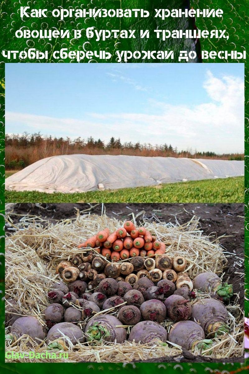 almacenamiento de hortalizas en pilas y zanjas