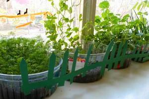 mini potager sur le rebord de la fenêtre