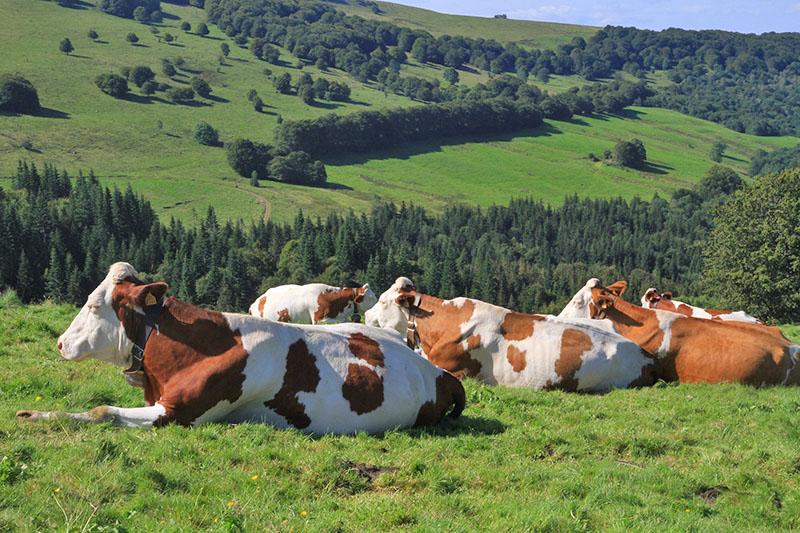 vacas pastando