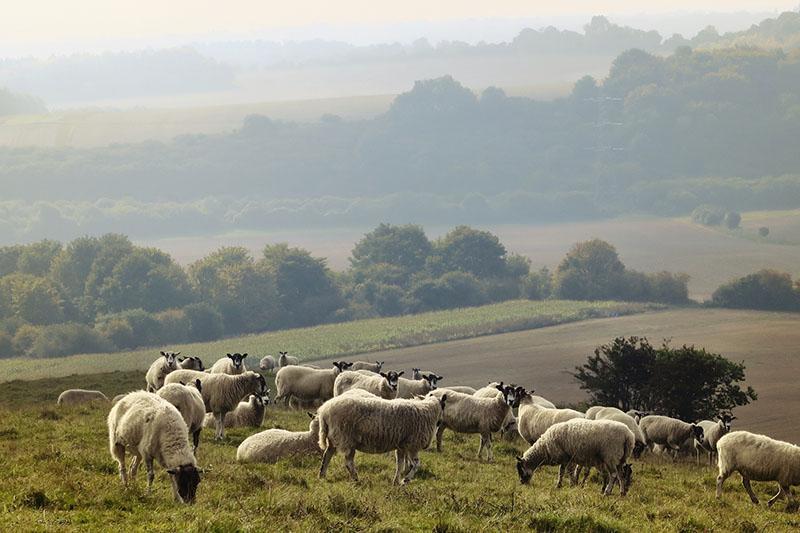 moutons au pâturage