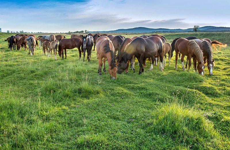 caballos en el pasto