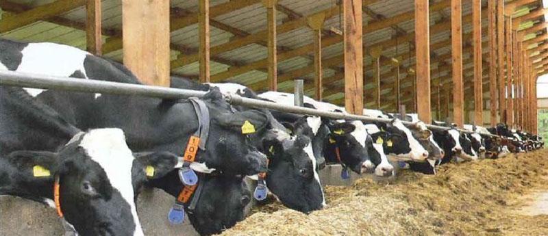 mantener las vacas en los establos