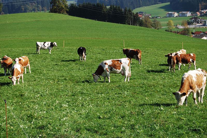 pâturages cultivés fermés