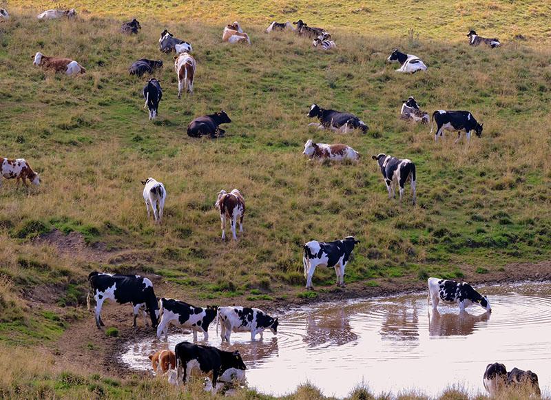 pâturage près du réservoir