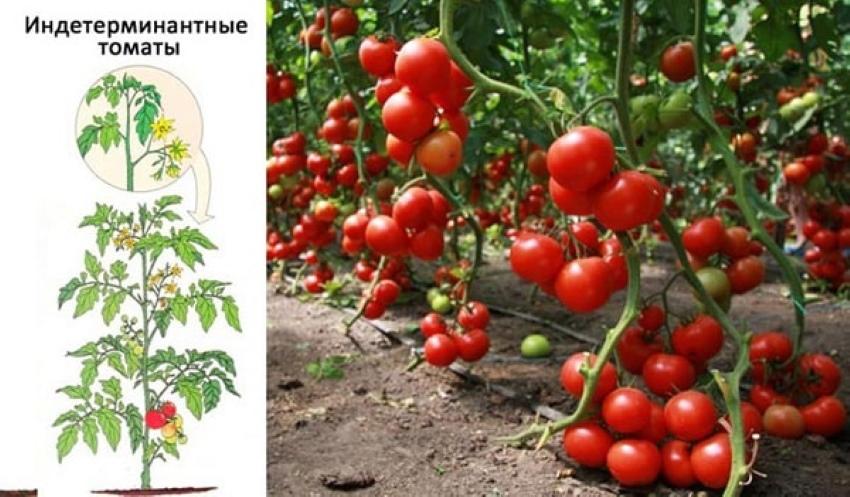 tomates indéterminées