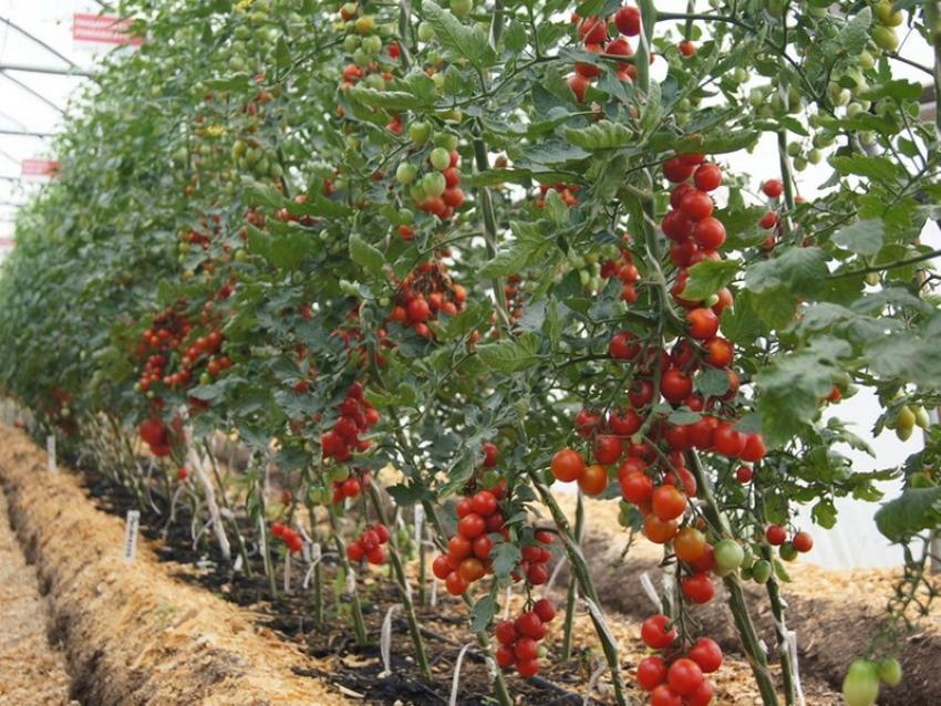comment arrêter la croissance des tomates indéterminées