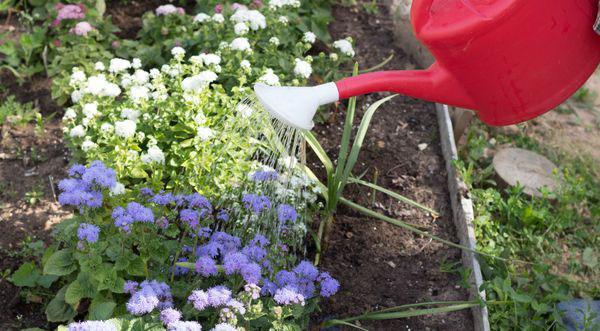 riego ageratum