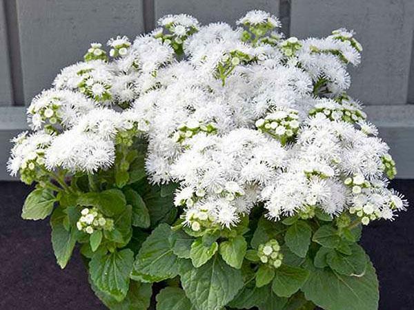 pellizcos regulares