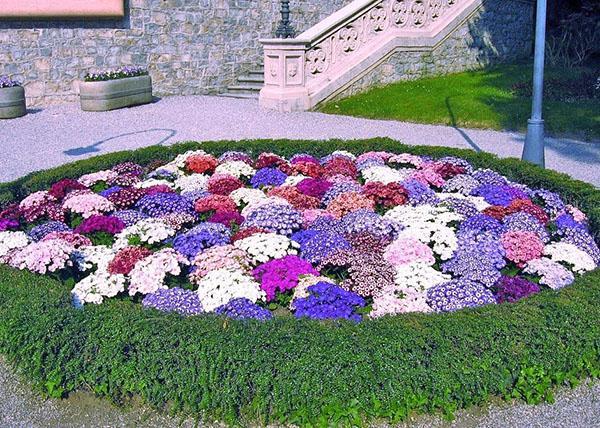 macizo de flores redondo con ageratum