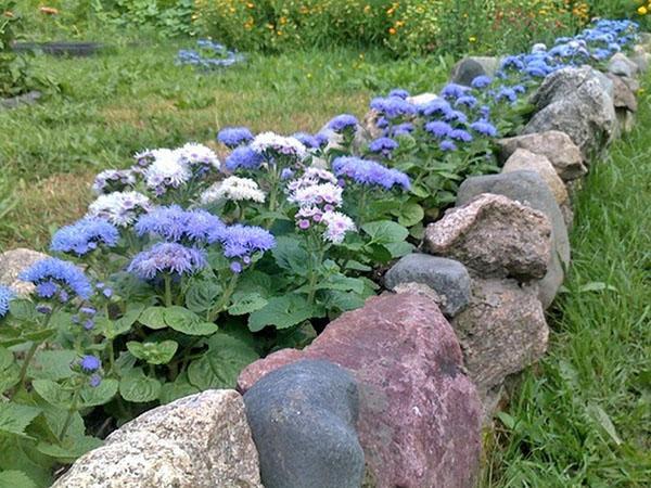 ageratum a lo largo de la acera