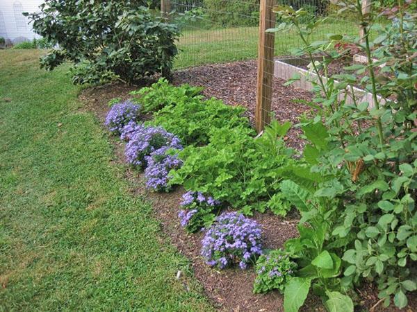 ageratum en una cama de flores