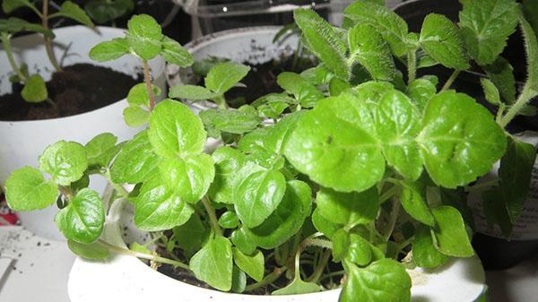 plántulas de ageratum