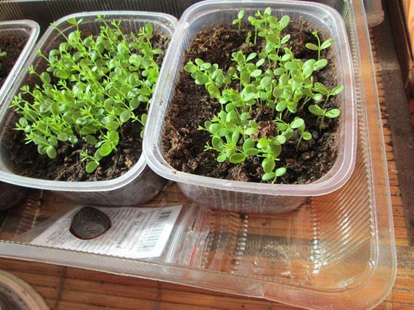 plántulas de semillas de ageratum