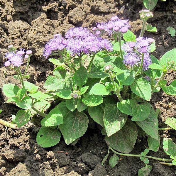 cuidado de ageratum en campo abierto