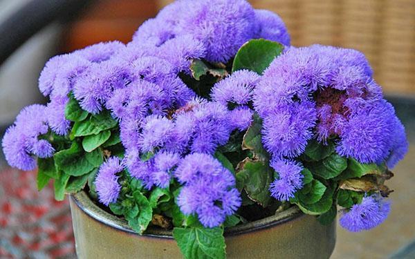 plantar y cuidar ageratum