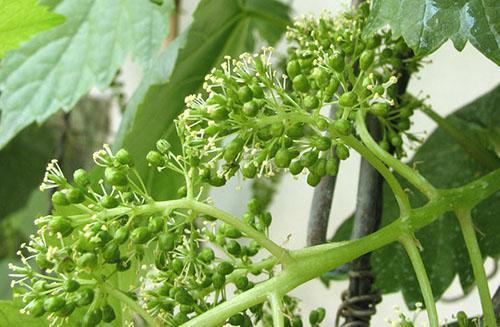 Uvas en flor