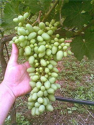 Moler el ovario de las uvas
