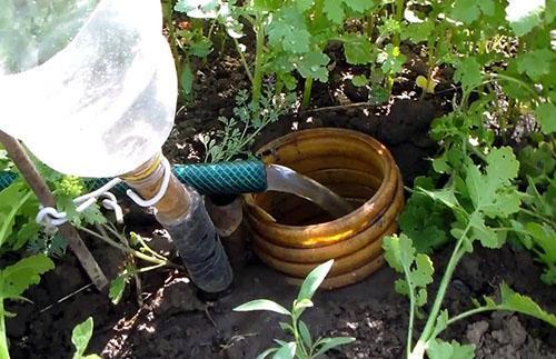 Arrosage correct du buisson