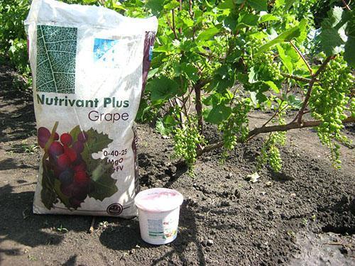 Fertilizar las uvas en verano.