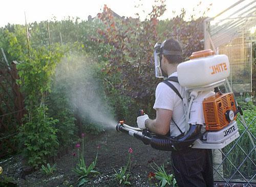 Tratamiento de uvas de plagas y enfermedades.