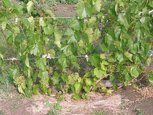 Cuidado de la uva de verano