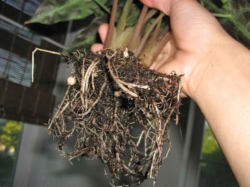 Las plantas se trasplantan en primavera.