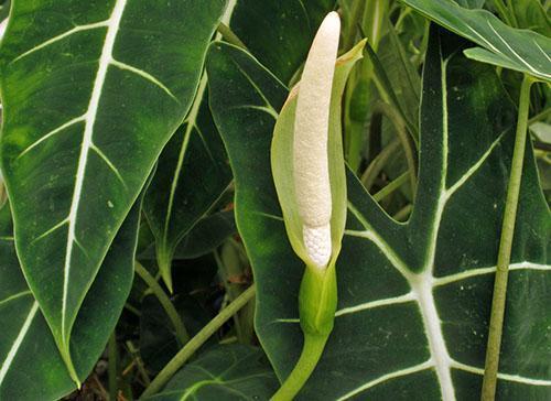 Floraciones de alocasia