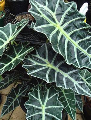 Alocasia amazónica híbrida