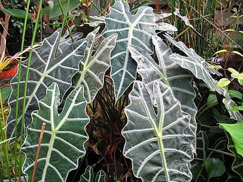 Poli Alocasia