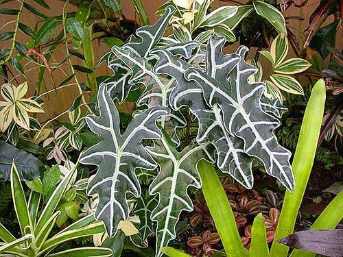 Lijadora Alocasia