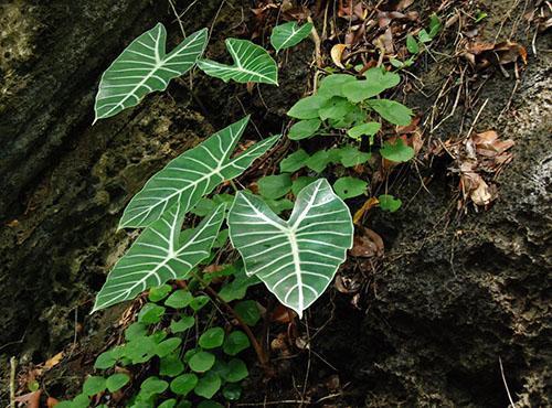 Alocasia longiloba