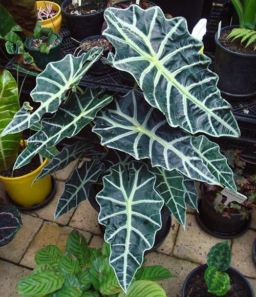 Cultivando alocasia amazónica Polly en casa.