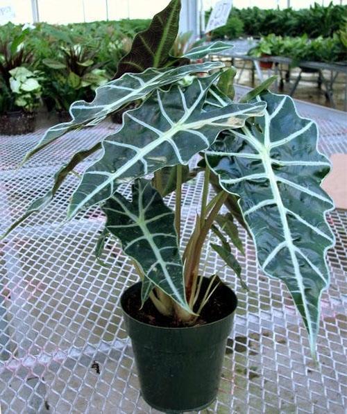 Hermosa planta bien cuidada