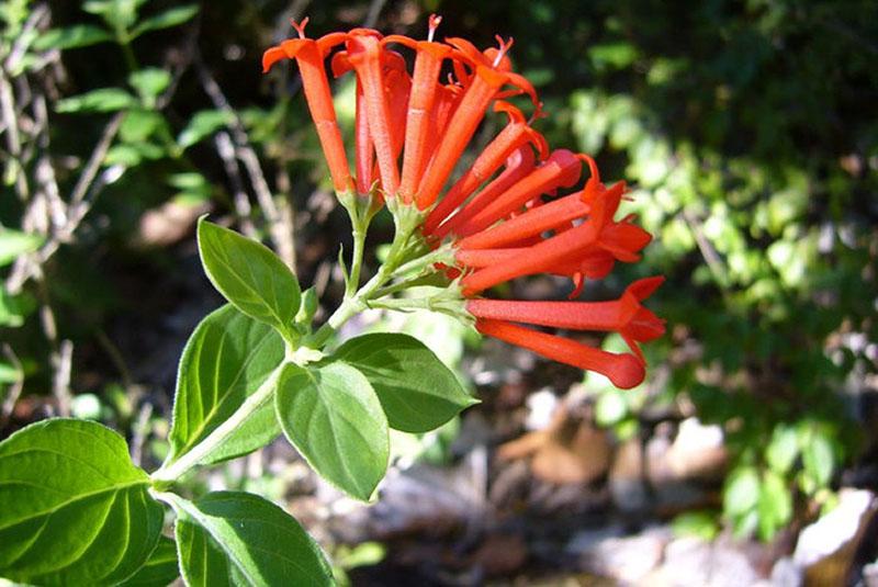 bouvardia à fleurs lisses